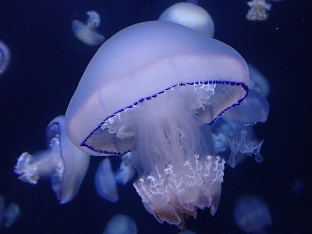 日本一水族館に通い詰める研究者が厳選した「死ぬまでに一度行くべき水族館」
